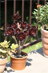 16045e1d-IMG_7330 aeonium.jpg